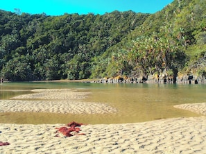 A beach with clear water, sandy areas, and dense greenery in the background.