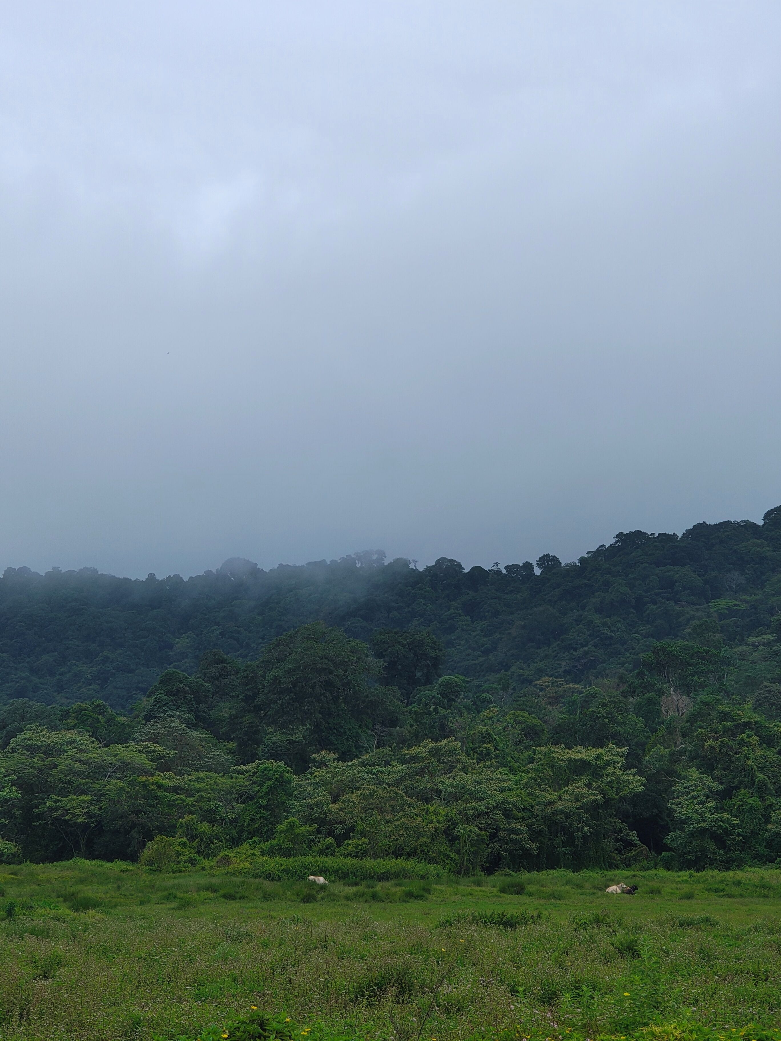 Un paisaje natural con un bosque denso y un campo cubierto de hierba.