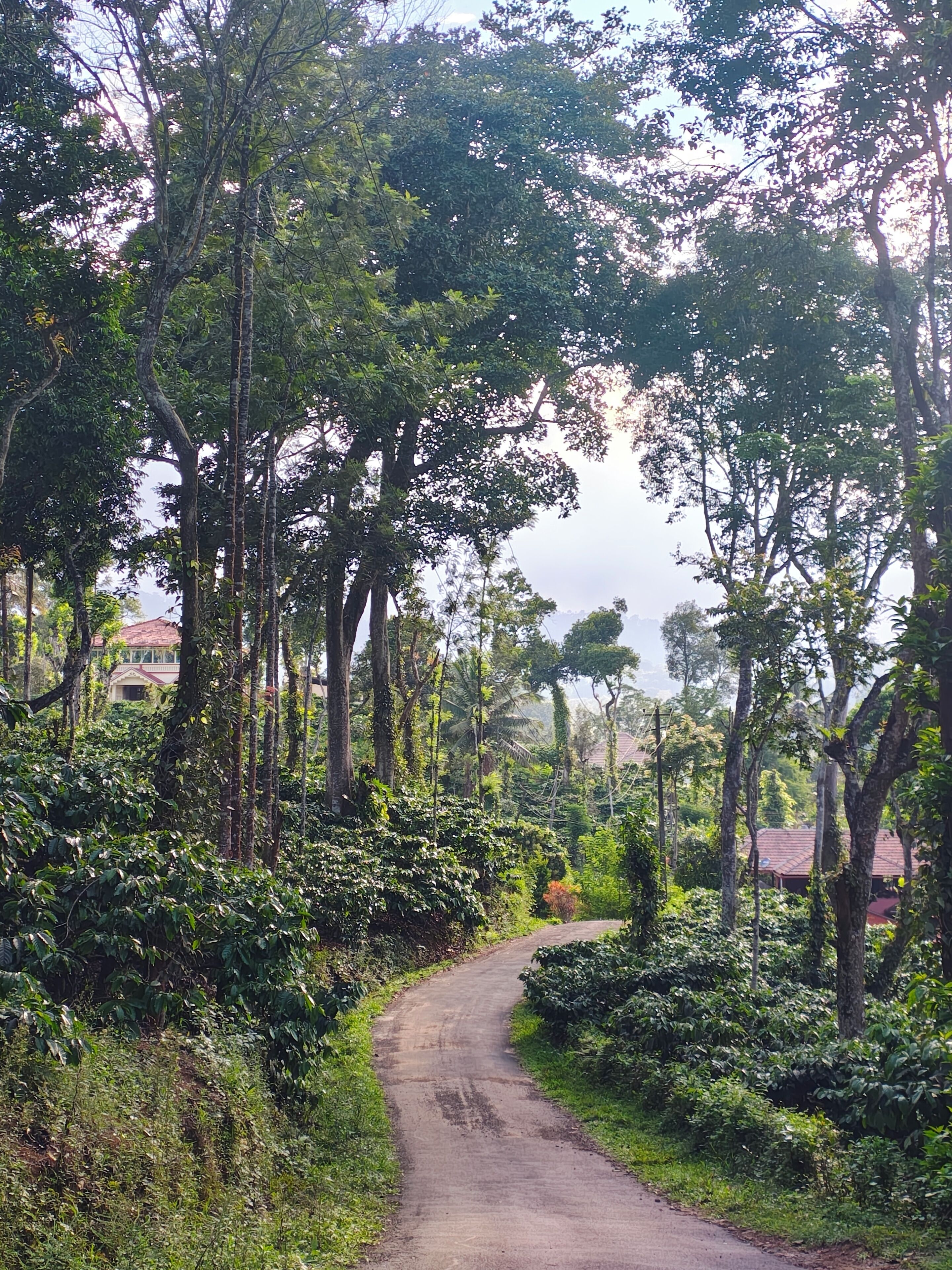 A narrow, winding road surrounded by dense greenery and trees.