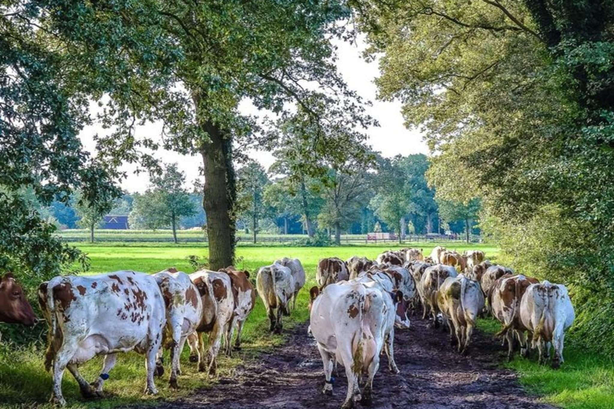 A herd of cows walking along a dirt path in a rural setting.