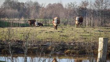 Een landelijk landschap met grazende koeien en een waterpartij.