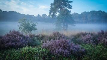 A misty landscape with a prominent tree and dense vegetation.
