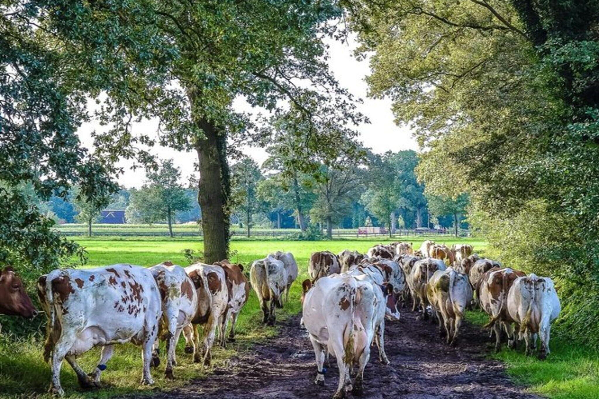 Un troupeau de vaches marchant le long d’un chemin de terre dans une zone verdoyante bordée d’arbres.