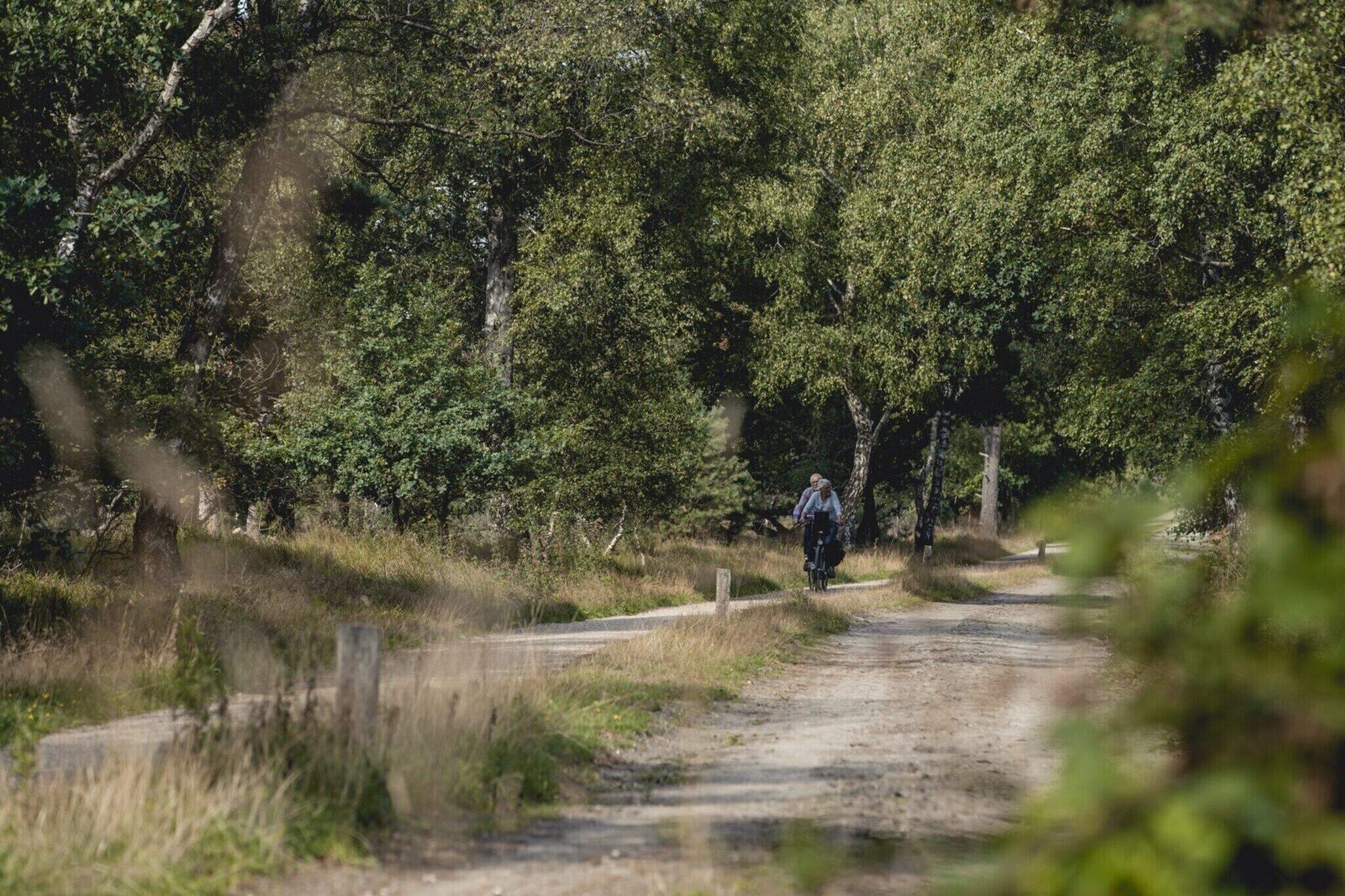 A dirt path in a wooded area with dense trees on both sides.