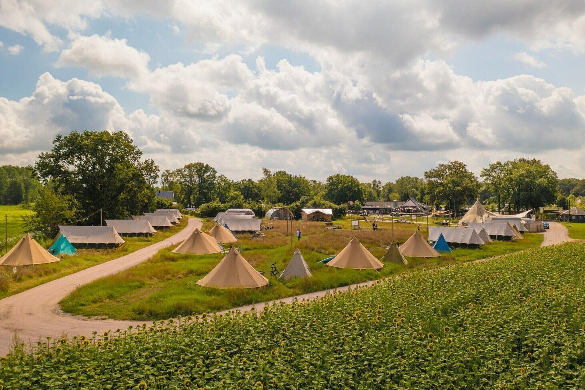 A campsite with multiple tents arranged in rows, a dirt path, and a field of sunflowers.