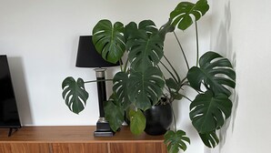 Een kamer met een houten vloer, een witte muur, een zwarte lamp, een pot met een monstera plant en een wit, geribbeld vloerkleed.
