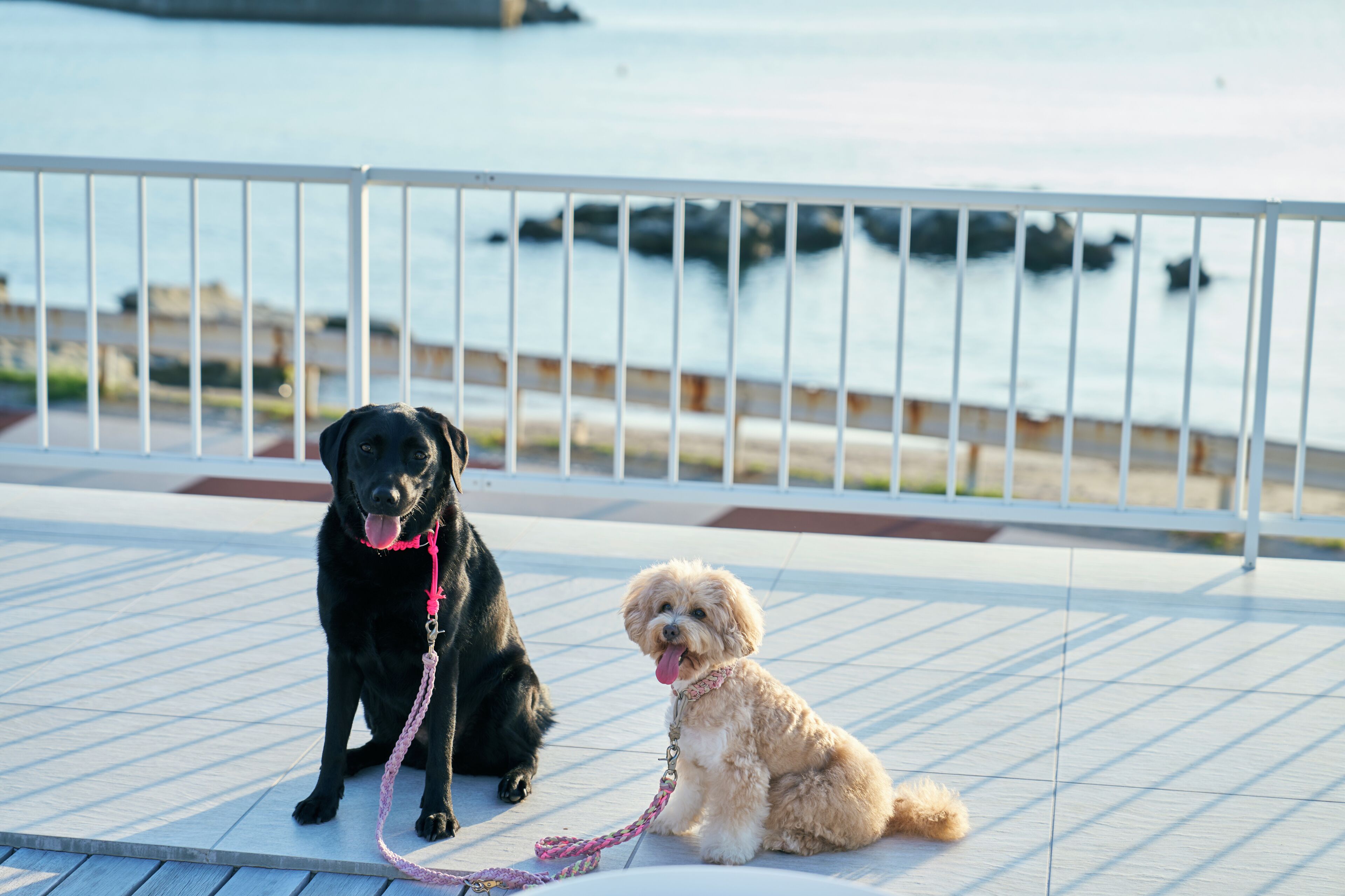 Two dogs sitting on a tiled deck with a railing in the background.