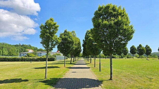 A paved pathway lined with trees in a park setting.
