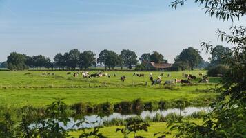 Paisaje rural con vacas pastando en un campo, un estanque y una edificación a lo lejos.