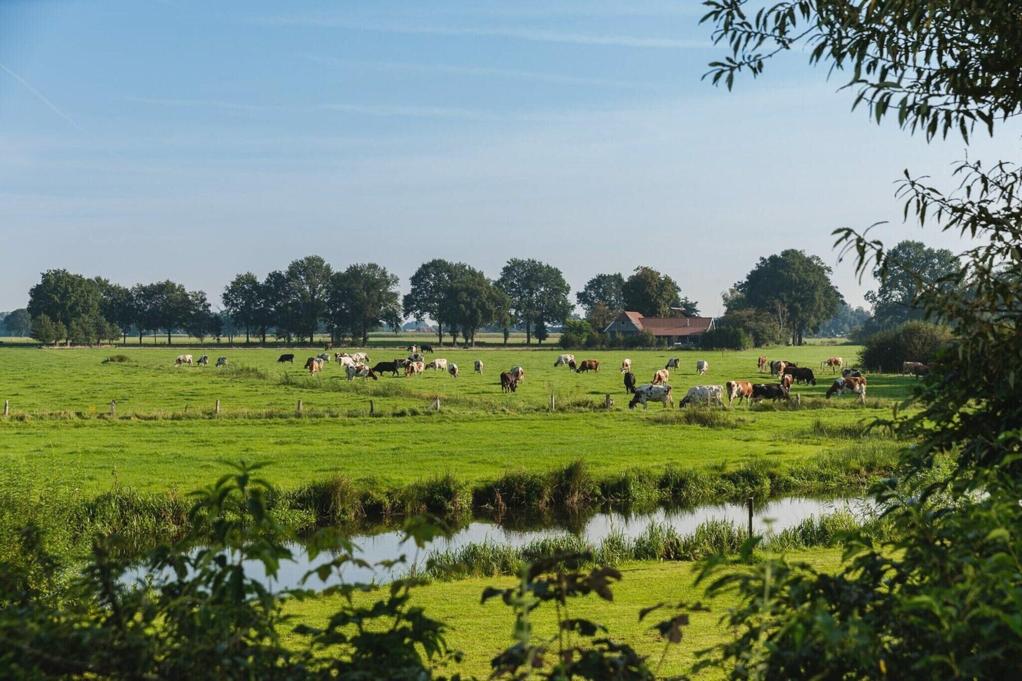 Un paysage rural avec un champ où paissent des bovins, un étang et un bâtiment situé au loin.