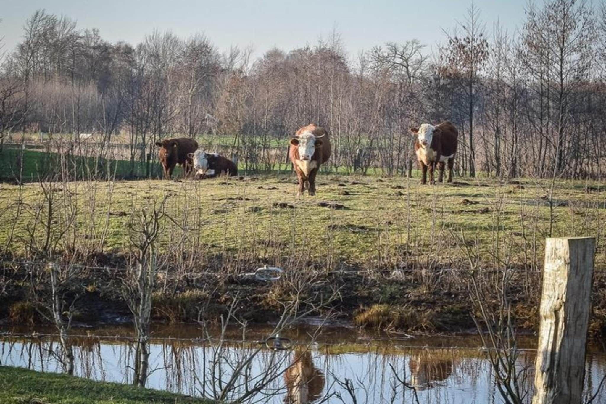 A rural landscape with cattle grazing and a body of water.