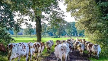 A herd of cows walking along a dirt path in a rural setting.