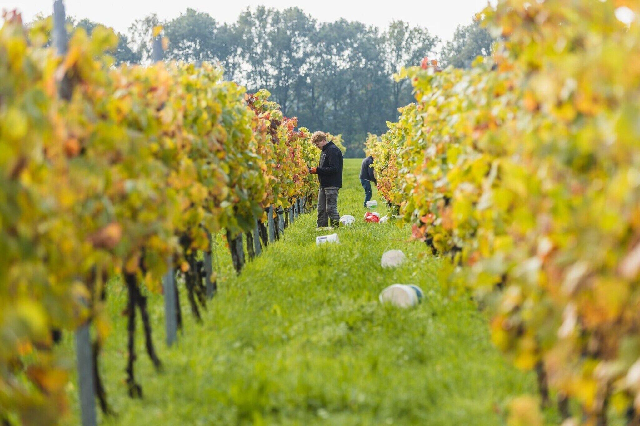 A vineyard with rows of grapevines and a person standing in the middle.