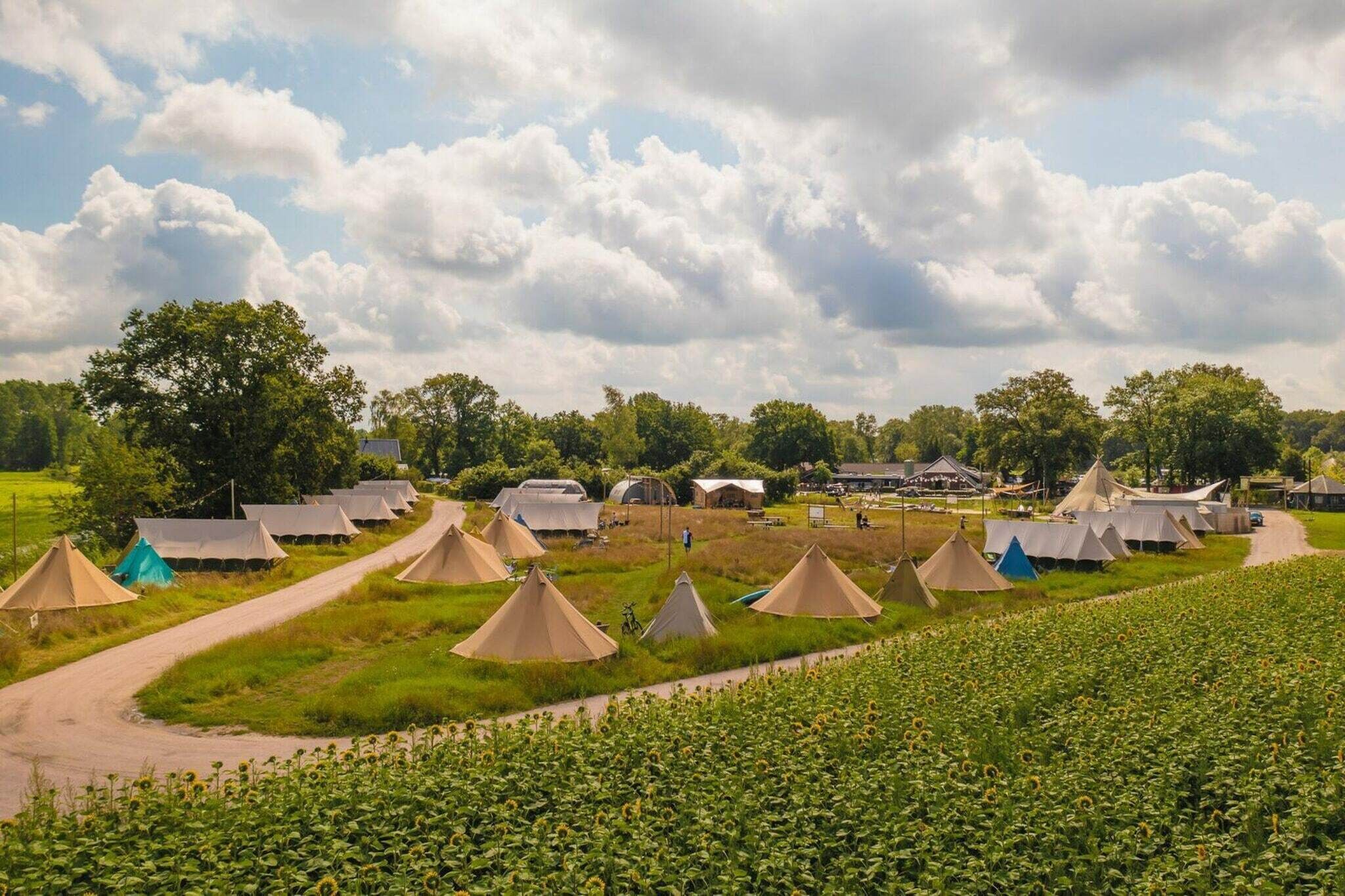 A campsite with multiple tents arranged in rows, a dirt path, and a field of sunflowers.