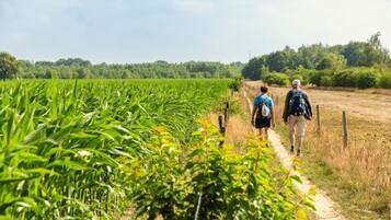 A pathway through a field with crops on one side and a fence on the other.