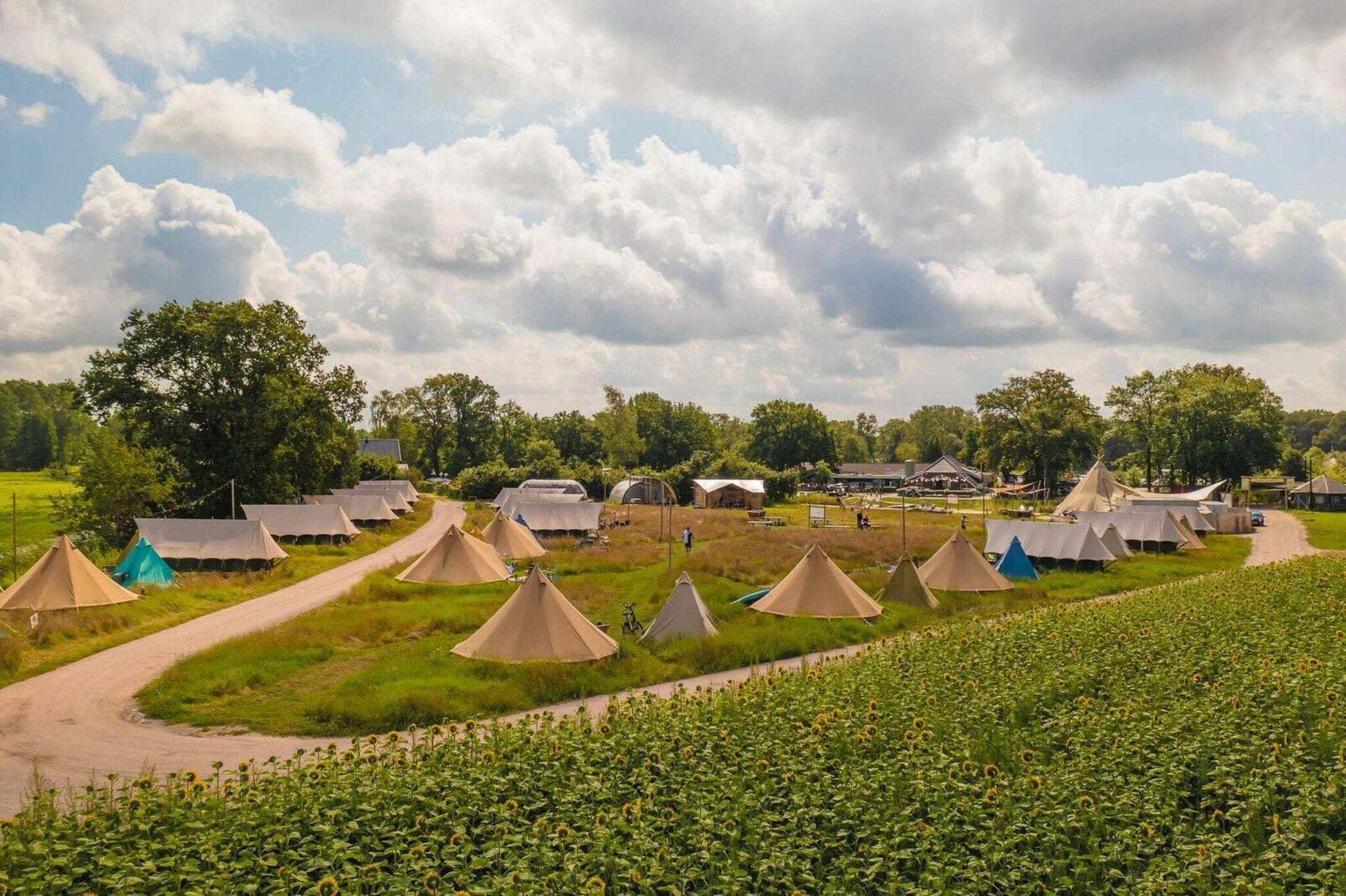 A campsite with multiple tents arranged in rows, a dirt path, and a field of sunflowers.