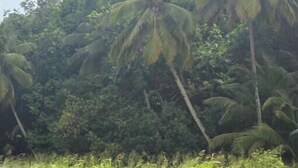 View from property - Bungalow Bambou - cozy near CHU, pediatric emergency room and airport (Grande-Terre)