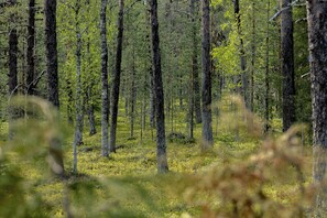 A dense forest with tall trees and a ground covered in yellow flowers.