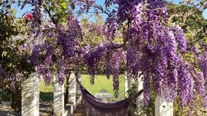A hammock under purple flowering trees, a pathway, and a white building in the background. - Country Escape, Pool, BBQ, Pizza Oven & Games Barn (Pontével)