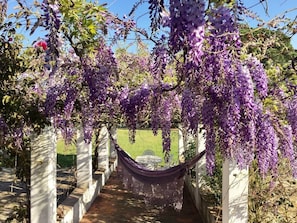 A hammock under purple flowering trees, a pathway, and a white building in the background.