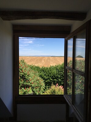 A window with a view of a field and trees.