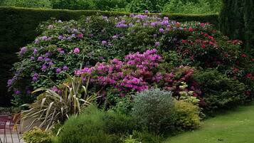 Um jardim com arbustos e flores variadas, incluindo flores roxas e vermelhas, e uma sebe bem aparada ao fundo.