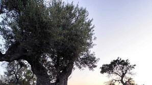 Un grand arbre à l’écorce épaisse et au feuillage dense, se dressant sur fond de clôture et de ciel dégagé.