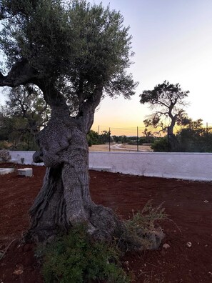 A large tree with a thick trunk and dense foliage, set against a backdrop of a fence and a clear sky. - The Ulivo Ritorto relaxes among ancient olive trees, just minutes from the beaches of Ostuni (Ostuni)