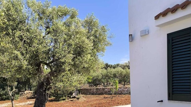 Une terrasse avec des sièges extérieurs, un bâtiment blanc et un olivier.