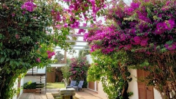 Un patio con fuente, plantas en macetas y una pérgola cubierta de enredaderas con flores.