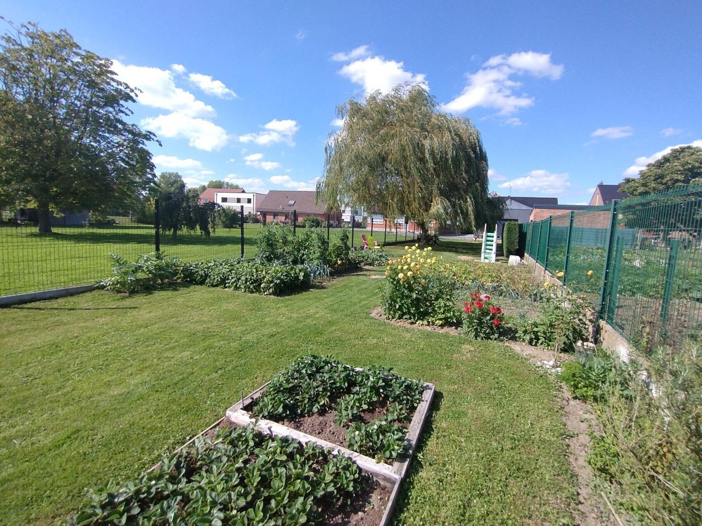 A garden with raised beds, a tree, and a fence.