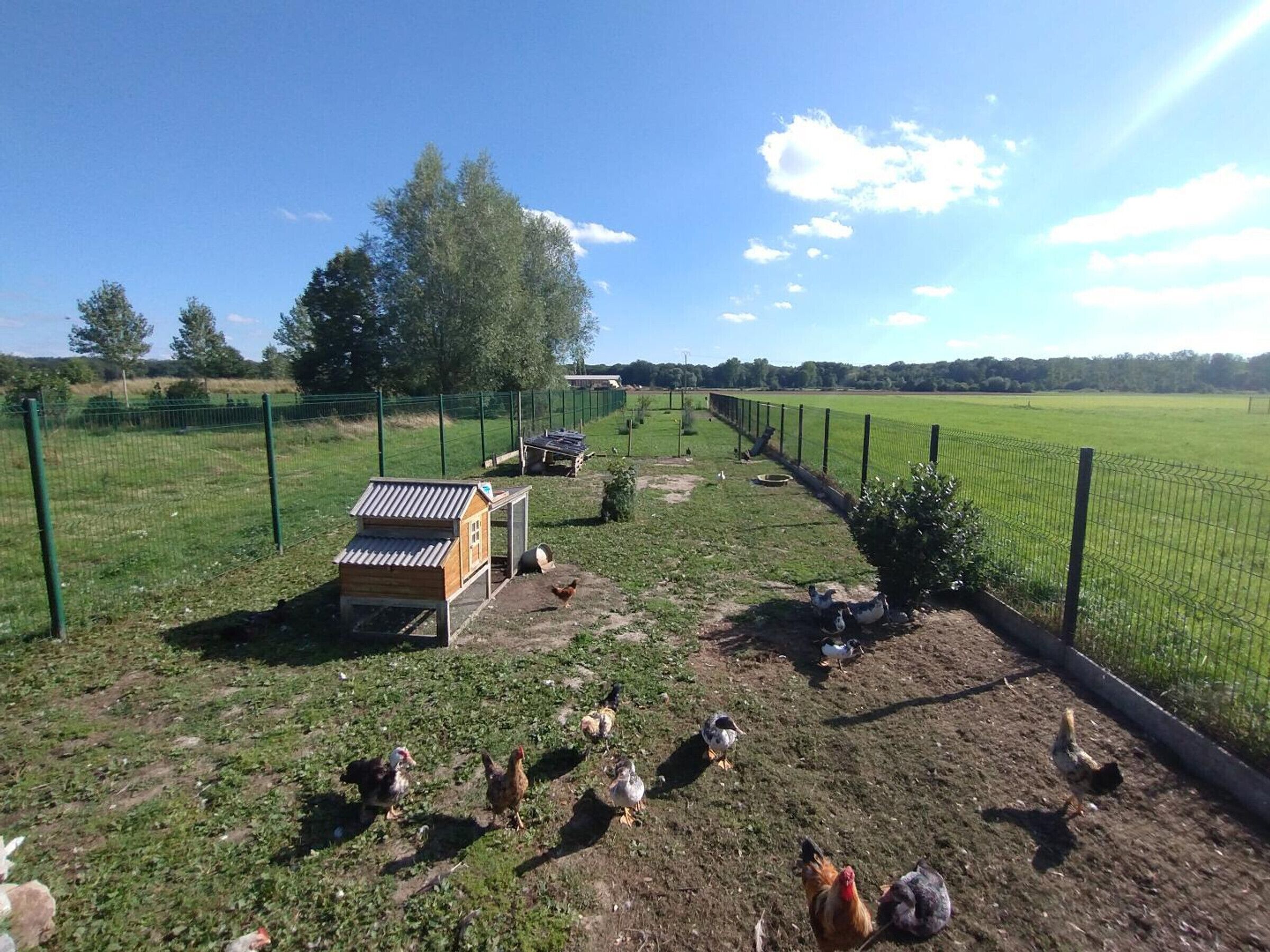 A fenced outdoor area with a coop, trees, and a clear sky.