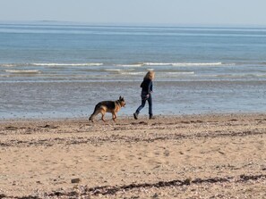 Une plage où l’on voit un chien et une personne qui se promènent.