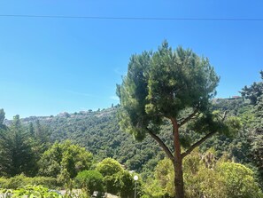 Ein Baum in einer natürlichen Umgebung, strahlend blauer Himmel.