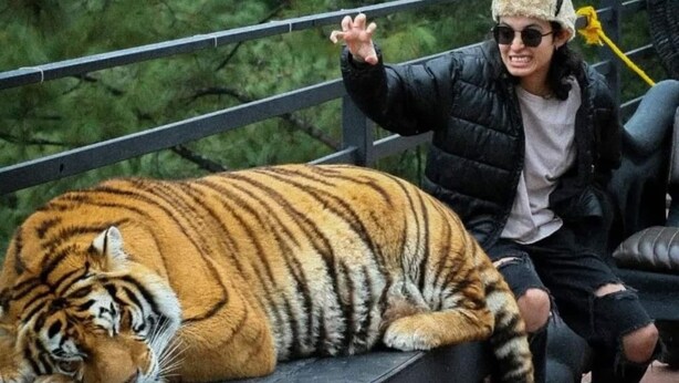 En person sidder ved siden af en stor tiger på en platform med gelænder.