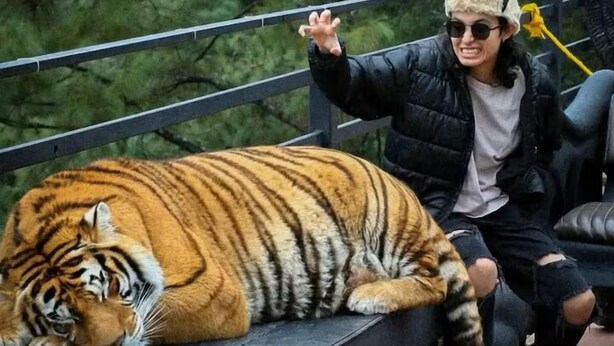 A person sitting next to a large tiger on a bench. - Comfort and Design near the Town - 3 Bedrooms (Mazamitla)