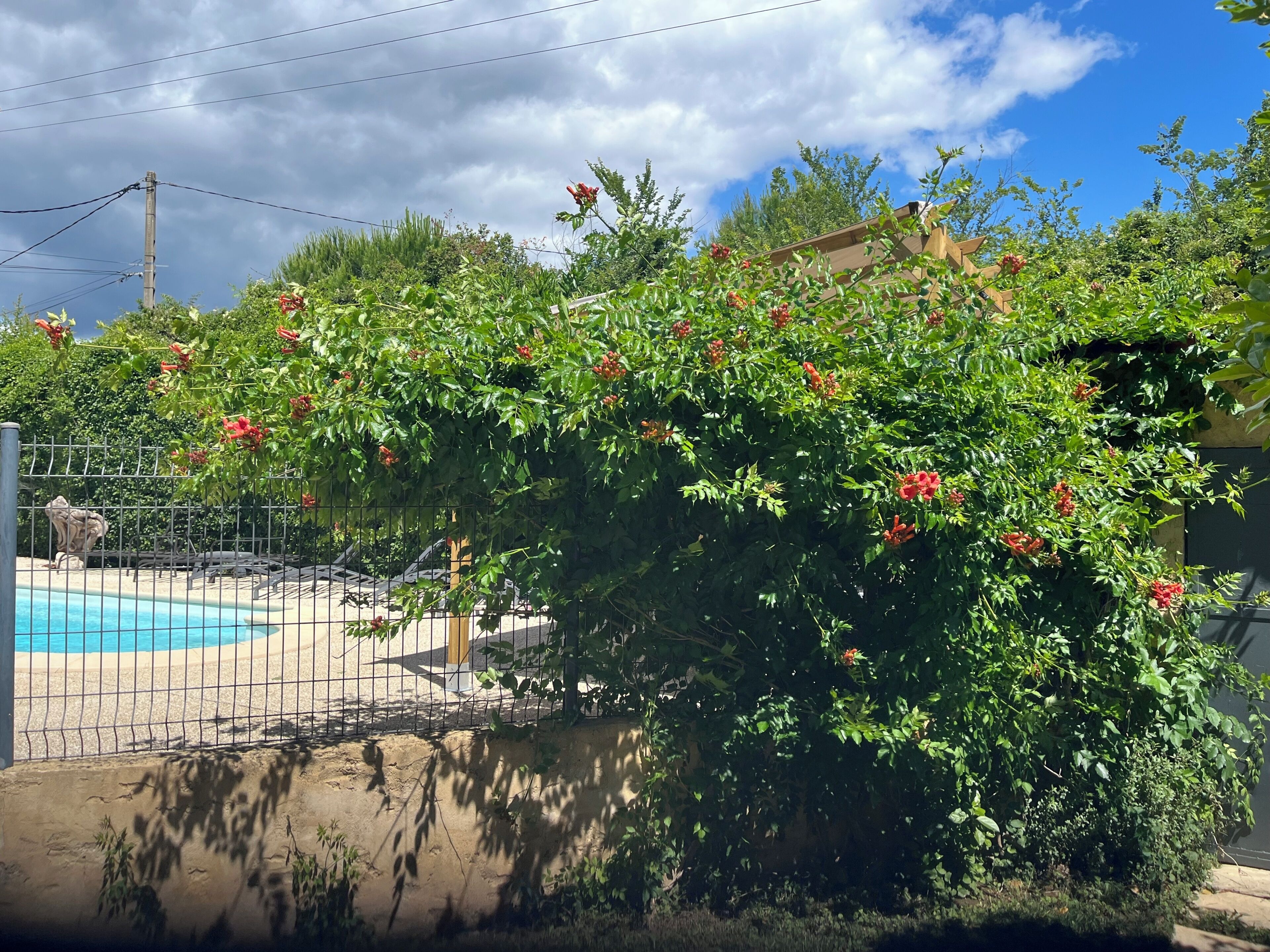 Une piscine entourée d’une végétation luxuriante et délimitée par une clôture en bois.