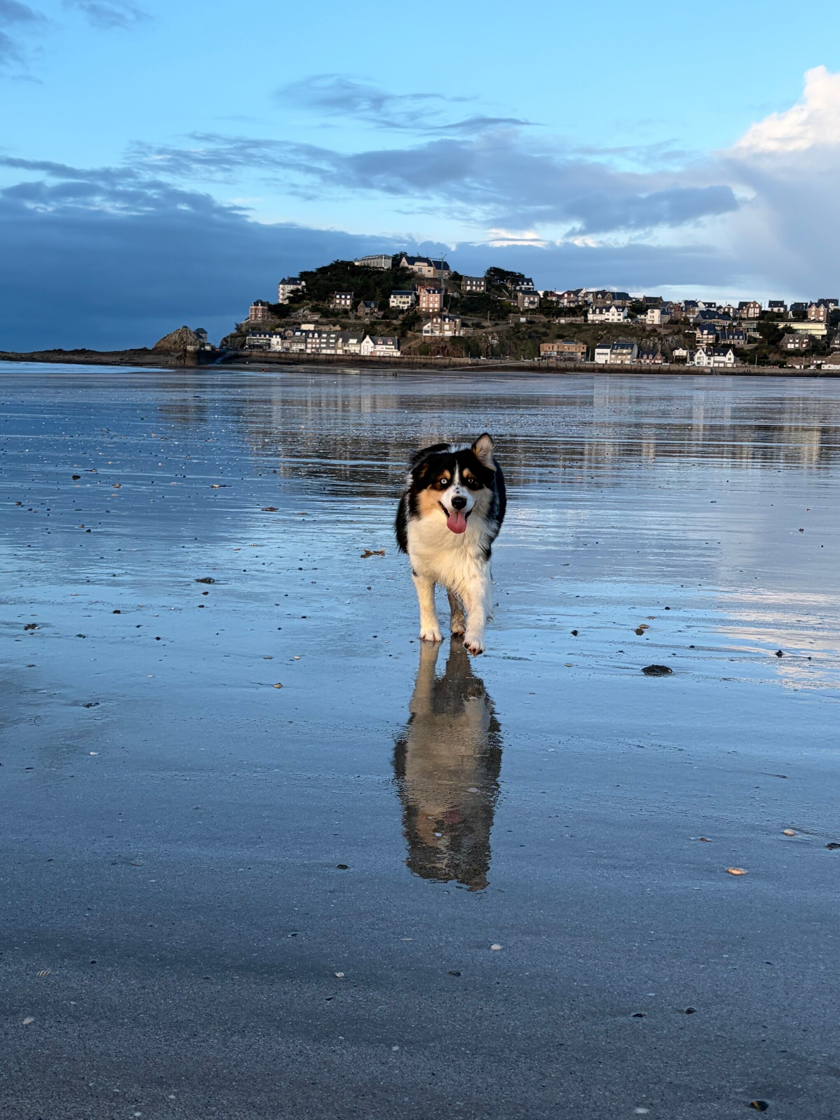 Um cão caminhando numa praia molhada, com uma cidade ao fundo.