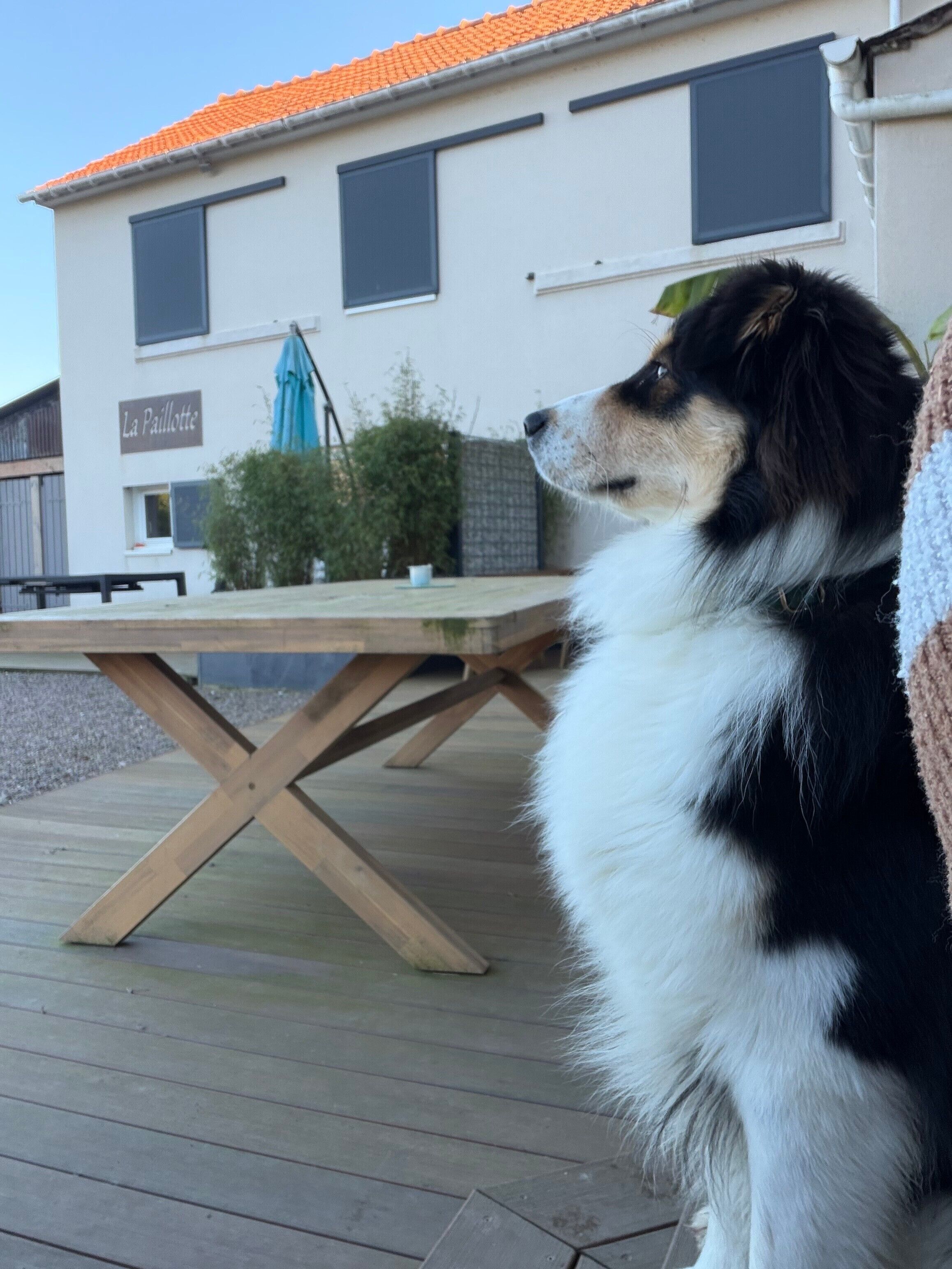 Un chien est assis sur une terrasse en bois, avec une maison en arrière-plan.