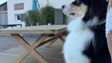 Un chien est assis sur une terrasse en bois, avec une maison en arrière-plan.