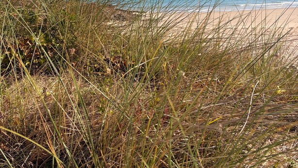 Ein Strand mit blauem Himmel und Blick auf das Meer.