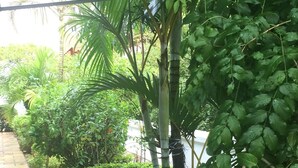 Ein Garten mit vielfältigen Pflanzen, darunter ein hoher Bambus, eine blühende Pflanze mit rosafarbenen Blüten und ein kleiner Baum mit grünen Blättern.