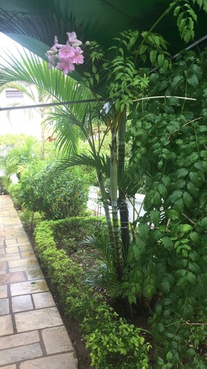Ein Garten mit vielfältigen Pflanzen, darunter ein hoher Bambus, eine blühende Pflanze mit rosafarbenen Blüten und ein kleiner Baum mit grünen Blättern.