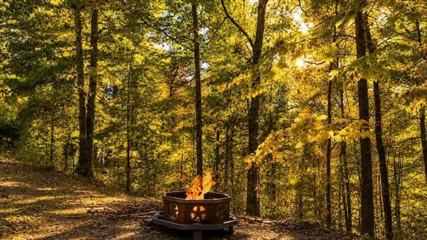 Une forêt avec un foyer au centre, entouré d’arbres.