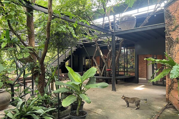 A courtyard with potted plants, a cat, and a staircase leading to an upper level.