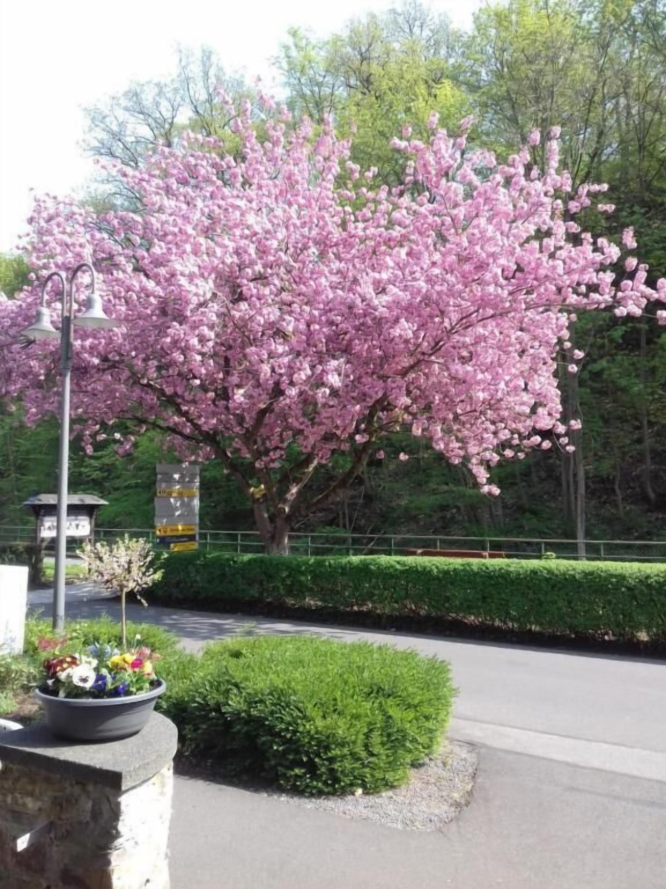 A cherry blossom tree in full bloom, a paved road, and a stone planter with flowers.