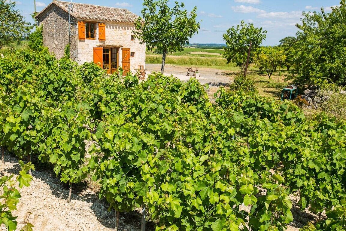 A stone building with a sloped roof, surrounded by a vineyard.
