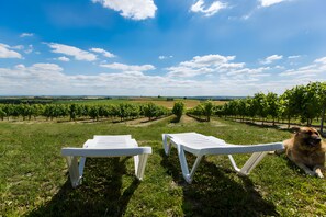 Zwei weiße Liegestühle mit Blick auf einen Weinberg bei blauem Himmel.