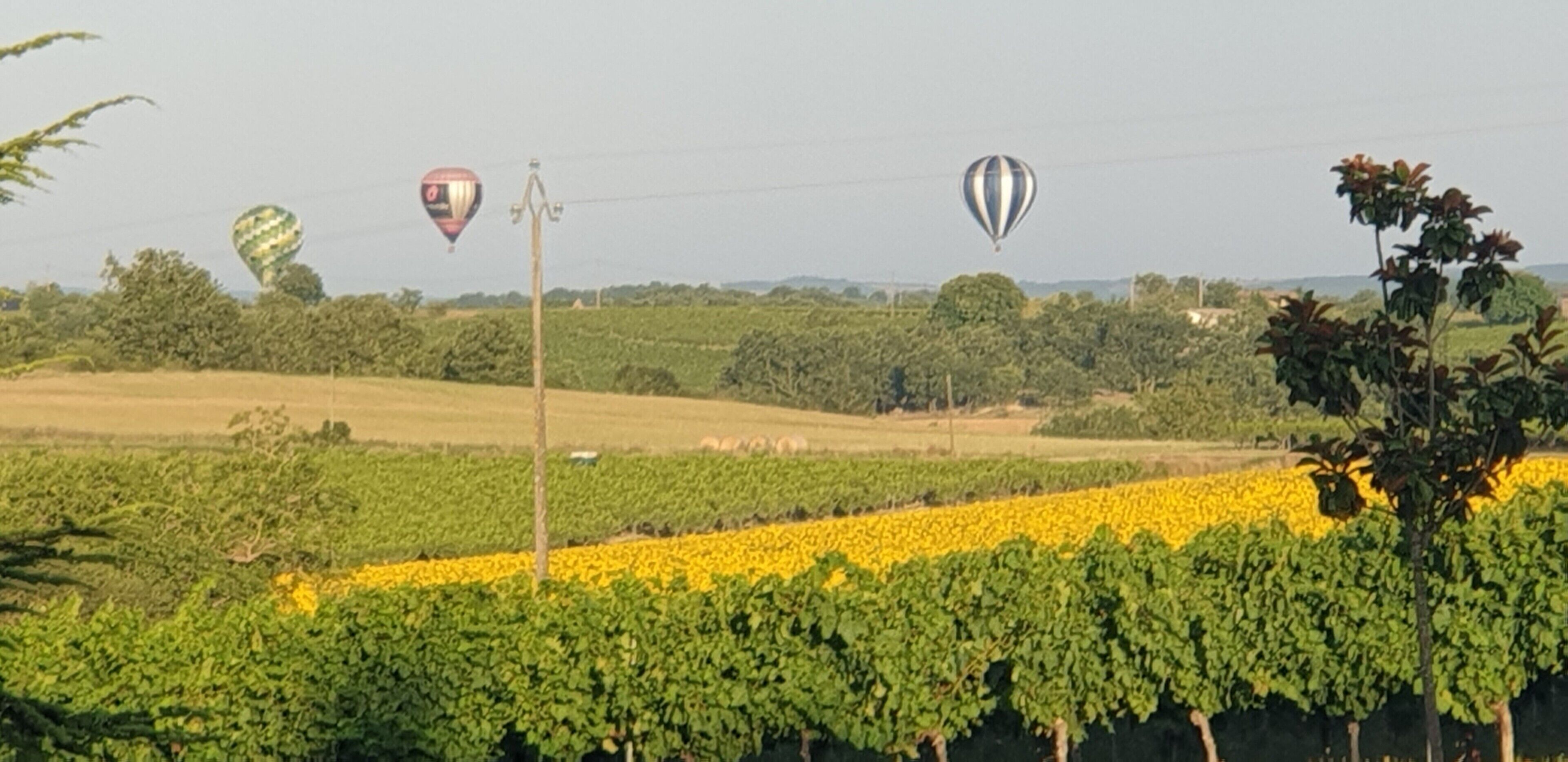 A vineyard with rows of grapevines and two hot air balloons in the background.