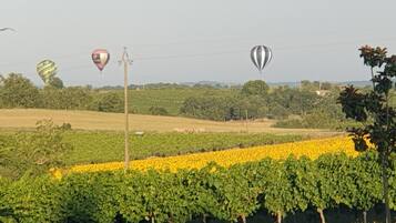 A vineyard with rows of grapevines and two hot air balloons in the background.